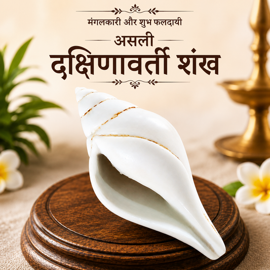 Dakshinavarti Shankh | 100% Original Premium Spiritual and Rare Product