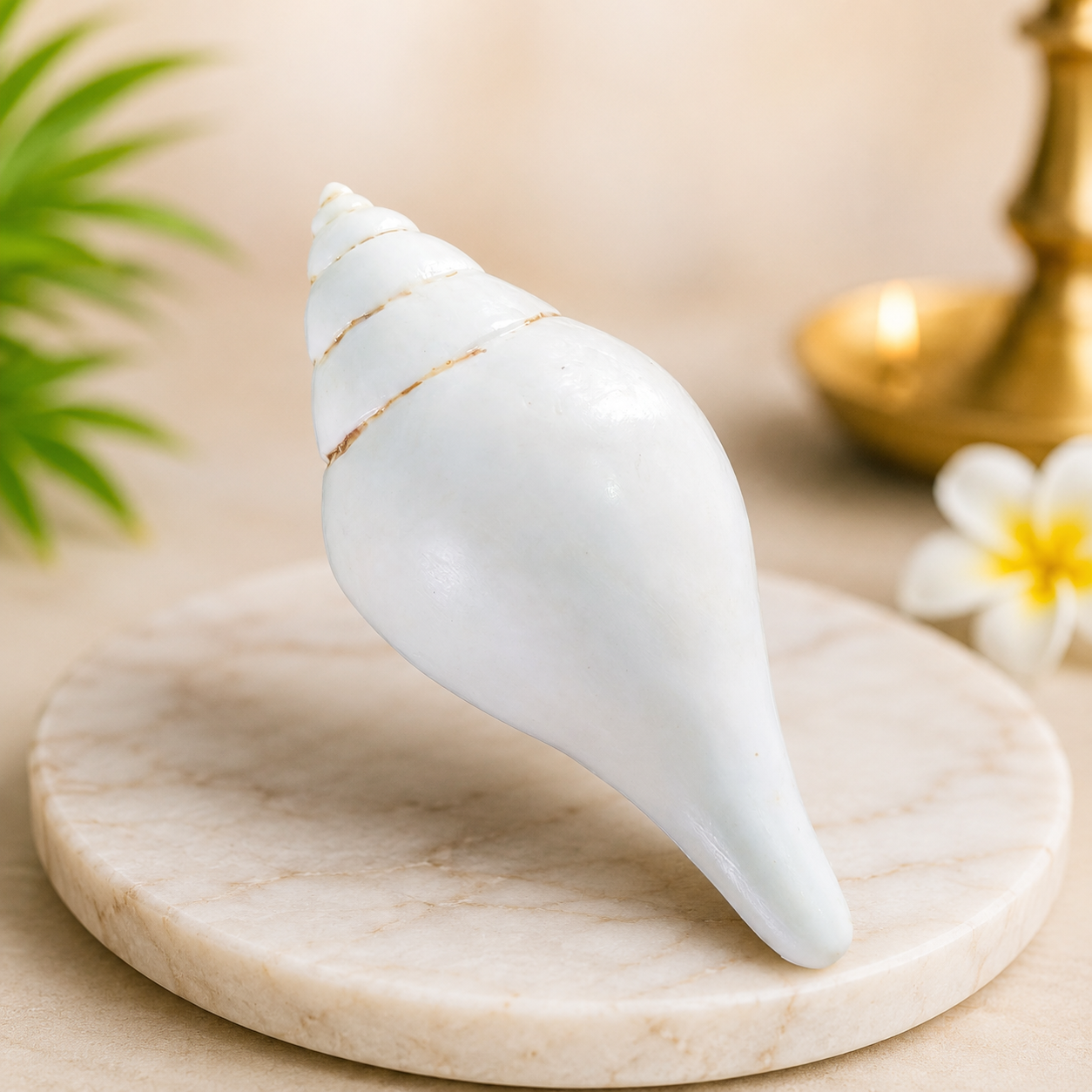 Dakshinavarti Shankh | 100% Original Premium Spiritual and Rare Product