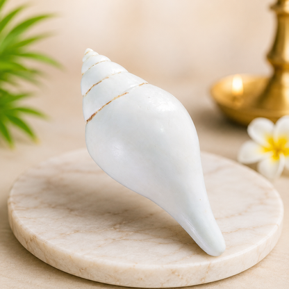 Dakshinavarti Shankh | 100% Original Premium Spiritual and Rare Product