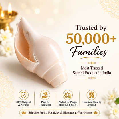 Natural Shankh for Pooja