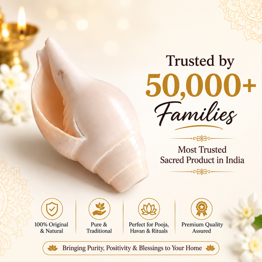Natural Shankh for Pooja