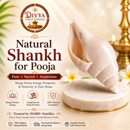 Natural Shankh for Pooja