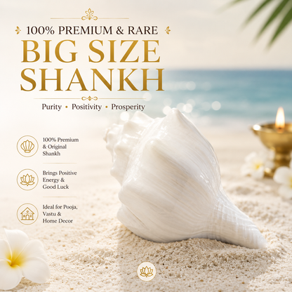 Premium Rare Large Shankh | Original Sacred Conch for Hindu Pooja