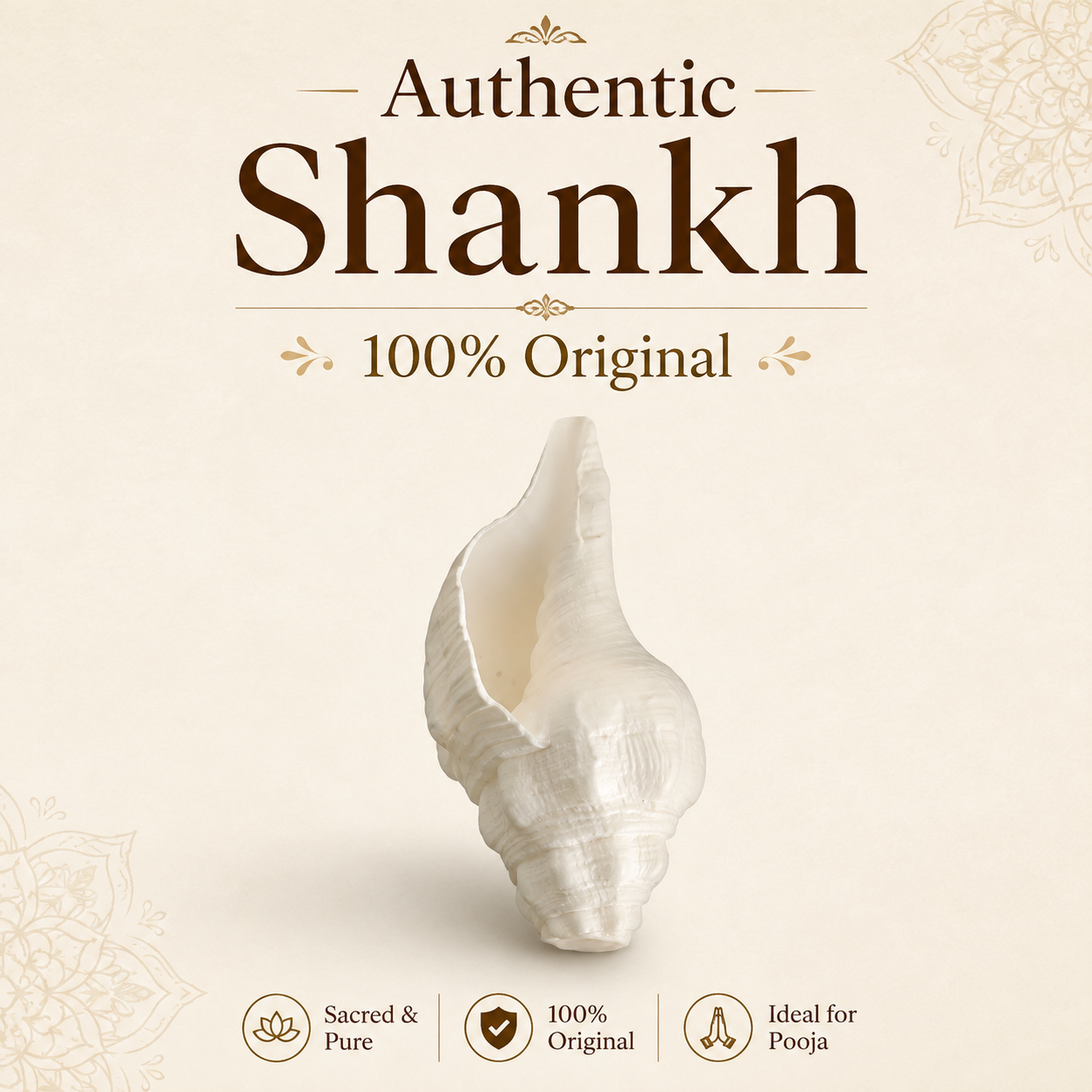 Authentic Shankh – Premium Original Sacred Conch Shell for Divine Pooja Rituals
