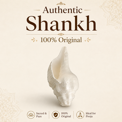 Authentic Shankh – Premium Original Sacred Conch Shell for Divine Pooja Rituals