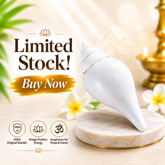 Dakshinavarti Shankh | 100% Original Premium Spiritual and Rare Product
