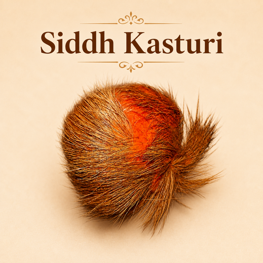 Siddh Kasturi | 100% Original Premium Spiritual Product